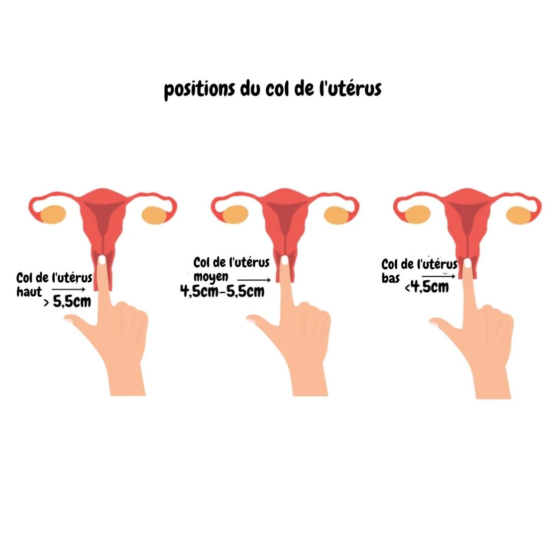 Ayorina™ Cup Menstruelle sans languette - Pour un cycle perceptiblement imperceptible